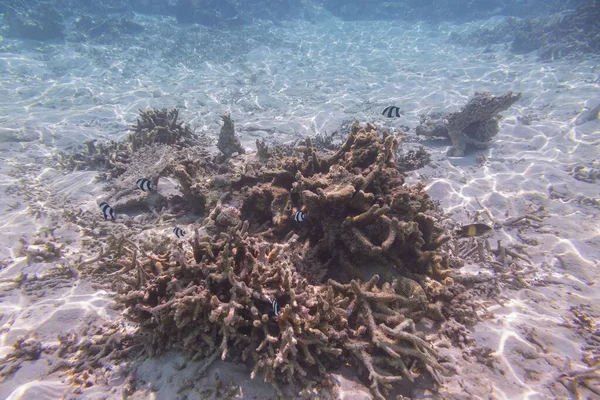 Vista Submarina Arrecifes Coral Muertos Hermosos Peces Snorkeling Maldivas Océano — Foto de Stock