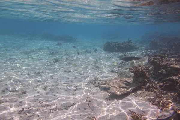 Piękny Podwodne Widoki Podczas Nurkowania Malediwy Ocean Indyjski Tle Pięknej — Zdjęcie stockowe