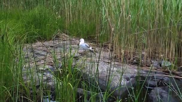 Чайка Большом Камне Окружении Зеленой Травы Озера — стоковое видео
