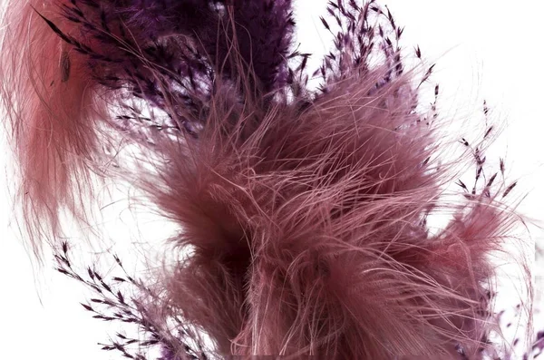 Verlieren Die Sicht Auf Trockene Lila Farbige Dekorative Zweige Die — Stockfoto