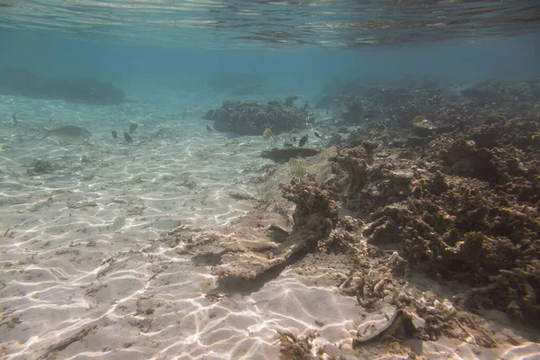 Onderwater Uitzicht Dode Koraalriffen Mooie Vissen Snorkelen Maldiven Indische Oceaan — Stockfoto