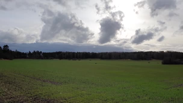 Wspaniały Widok Przyrodę Zielone Pole Trawy Wiosenny Las Tle Nieba — Wideo stockowe