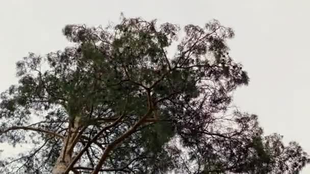 老松树树皮的美丽景色 美丽的自然背景 — 图库视频影像