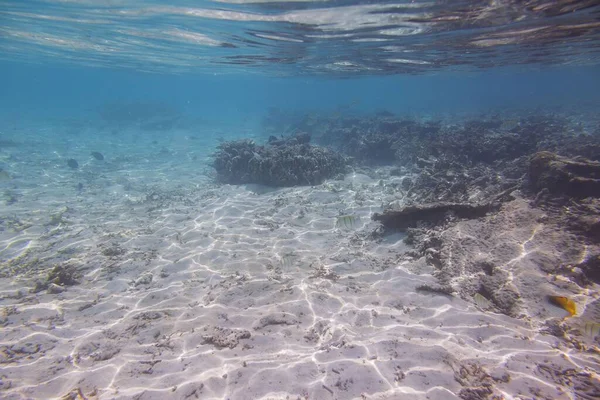 Herrlicher Unterwasserblick Auf Rote Korallenriffe Und Verschiedene Fische Türkisfarbenes Wasser — Stockfoto