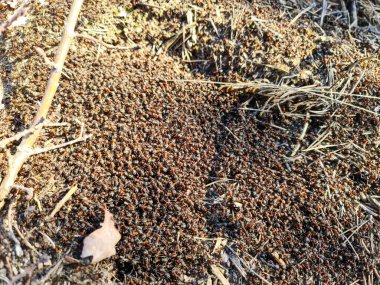 Bahar günü karınca yuvası manzarasını kapat. Böcek konsepti. Doğal arkaplan.