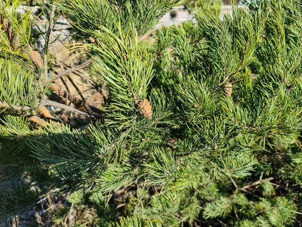 茶色の松のコーンと緑の松の木の豪華なクローズアップビュー 美しい自然背景 — ストック写真