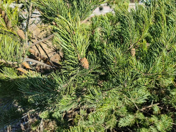 Wunderschöne Nahaufnahme Von Grünen Kiefern Mit Braunen Tannenzapfen Schöne Natur — Stockfoto