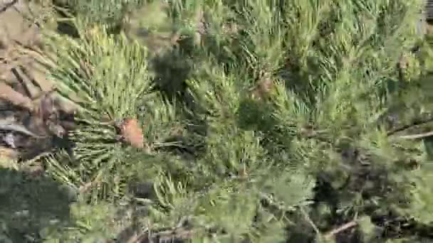 茶色の松のコーンと緑の松の木の豪華なクローズアップビュー 美しい自然背景 — ストック動画