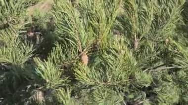 Ağır çekim. Kahverengi kozalaklı yeşil çam ağacının muhteşem yakın görüntüsü. Güzel doğa geçmişi.