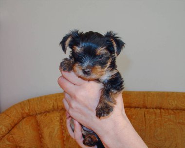 Şirin Yorkshire terier köpeğinin kadın ellerinde yakın görüntüsü. 