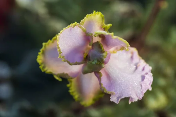 Vista Dall Alto Uno Splendido Fiore Viola Isolato Sfondo Bellissimi — Foto Stock