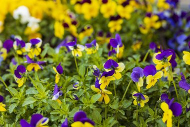 Arka planda izole edilmiş çiçeklerin güzel manzarası. Muhteşem doğa geçmişi..