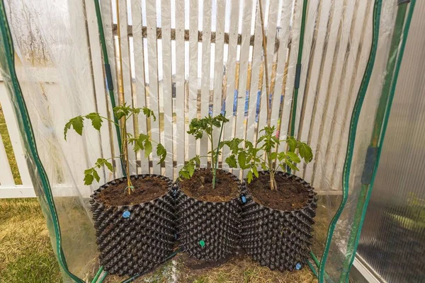 Närbild Visa Växande Tomater Och Gurkor Luft Krukor Växthus Grönsakskoncept — Stockfoto