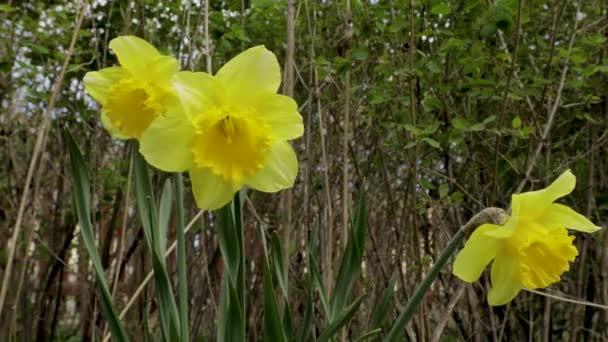 Hermosa Vista Flores Narcisos Aislados Fondo Magníficos Antecedentes Naturaleza — Vídeos de Stock