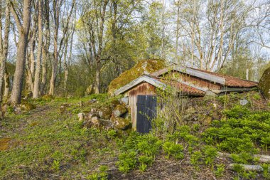 Bahar Ormanı arka planındaki eski yeraltı mahzeninin yakın görüntüsü. Güzel klasik arka planlar.