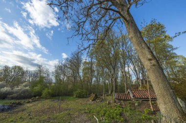 Bahar gününde güzel doğa manzarası. Mavi arka planda güzel orman ağaçları.