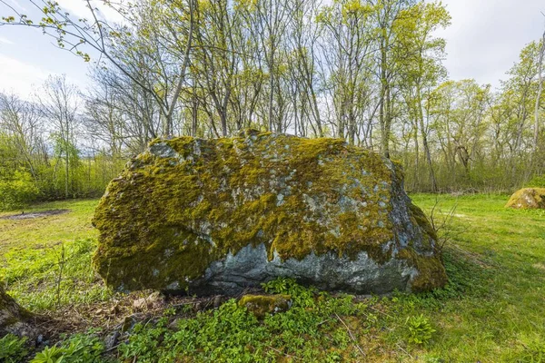 Närbild Stora Berg Täckt Med Grön Mossa Höga Skogsträd Bakgrund — Stockfoto