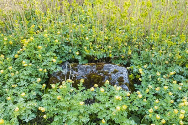 Hermoso Fondo Natural Gran Roca Cubierta Musgo Rodeada Flores Amarillas — Foto de Stock