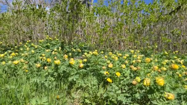 Prachtige Natuur Achtergrond Prachtig Uitzicht Gele Bloemen Jonge Planten Tijdsverloop — Stockvideo
