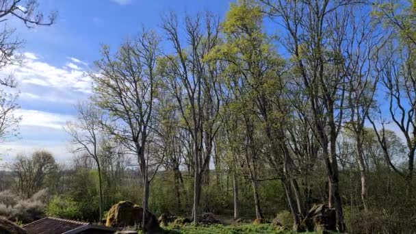 Bella Vista Sul Paesaggio Naturale Nella Giornata Primaverile Bellissimi Alberi — Video Stock