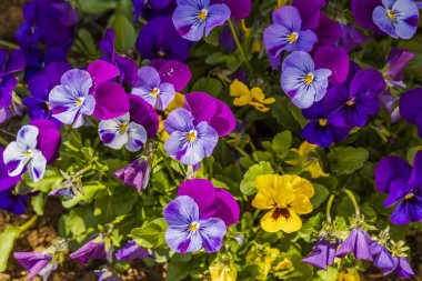 Arka planda izole edilmiş çiçeklerin güzel manzarası. Muhteşem doğa geçmişi..