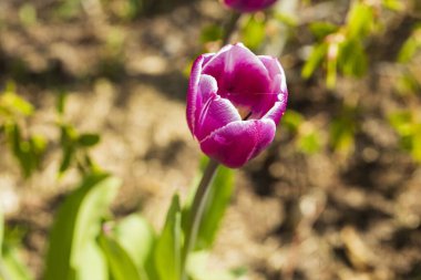 Arka planda izole edilmiş çiçek lalesinin yakın görüntüsü. Muhteşem doğa geçmişi..