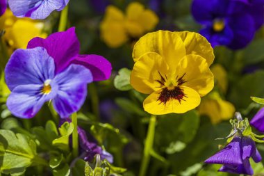 Arka planda izole edilmiş çiçeklere yakından bakın. Muhteşem doğa geçmişi..
