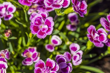 Arka planda pembe dianthus 'un yakın görüntüsü. Güzel arka planlar. Kartpostal.