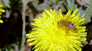 Sarı karahindiba üzerinde polen toplayan arıların makro görüntüsünü kapatın. Muhteşem doğa geçmişi. Doğa böcekleri kavramı