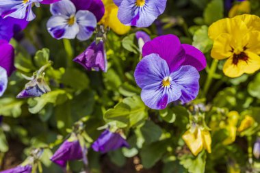 Arka planda izole edilmiş çiçeklerin güzel manzarası. Muhteşem doğa geçmişi..