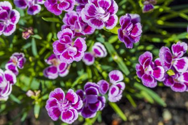 Arka planda pembe dianthus 'un yakın görüntüsü. Güzel arka planlar. Kartpostal.