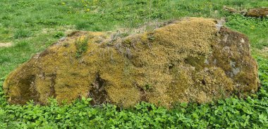 Uzun orman ağaçlarının arka planında yeşil yosunlarla kaplı dev kayaların yakın görüntüsü..