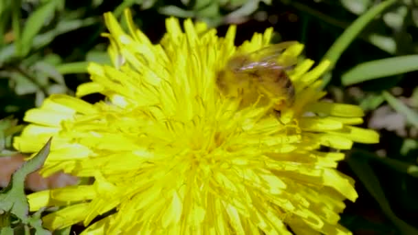 黄色のタンポポが孤立して蜂の目を閉じてください 豪華な自然背景 昆虫の概念 — ストック動画