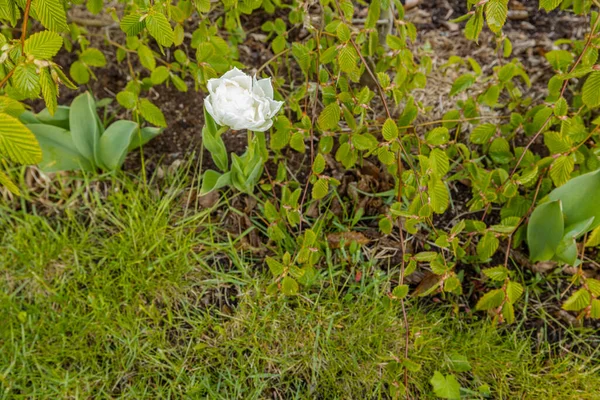 Вид Белый Цветок Тюльпан Зеленом Фоне Великолепные Природные Пейзажи — стоковое фото