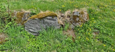 Uzun orman ağaçlarının arka planında yeşil yosunlarla kaplı dev kayaların yakın görüntüsü..