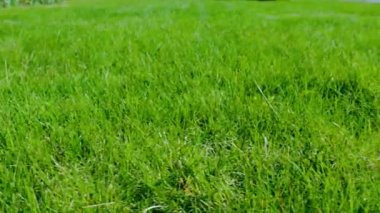 Özel bahçenin güzel manzarası. Yeşil çimenler. Güzel arka planlar.