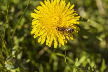 Sarı karahindiba üzerindeki arıyı yakından izleyin. Muhteşem doğa geçmişi. Doğa böcekleri kavramı.