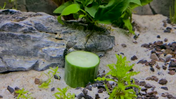 Vista Cerca Los Peces Del Acuario Ancistrus Nadando Alrededor Pepino — Vídeo de stock