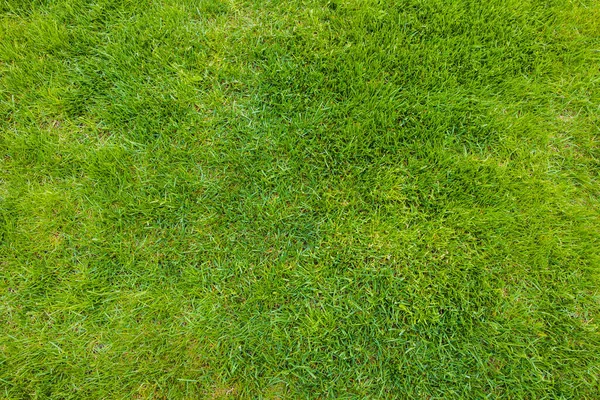 잔디의 아름다운 — 스톡 사진