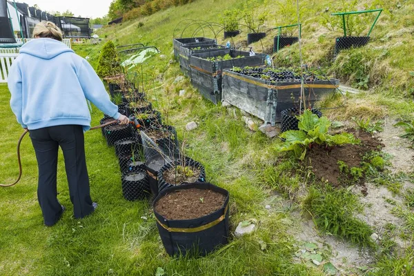 Vista Plantas Molhando Fêmeas Potenciômetros Conceito Jardinagem Fundos Bonitos — Fotografia de Stock