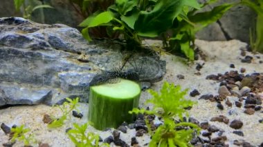 Taze salatalığın etrafında yüzen balık akvaryumunun yakın görüntüsü. Hobi konsepti. Güzel doğa arkaplanı.