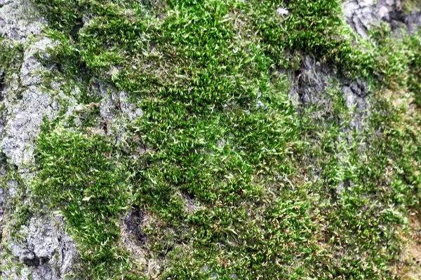 Musgo Verde Brillante Sobre Viejo Bosque Primer Plano —  Fotos de Stock