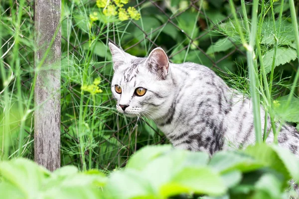 Cat Jägaren Grönt Gräs Sommaren Trädgård Bakgrunden Stockbild