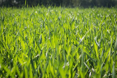 Yeşil bir çimenin arka planı. Yeşil çimen dokusu