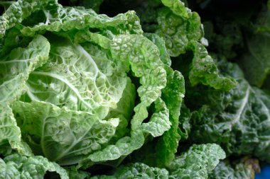 Bahçedeki büyük lahananın yumuşak odağı.