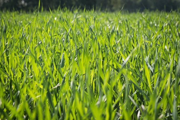 緑の草の背景 緑の草の質感 ロイヤリティフリーのストック画像