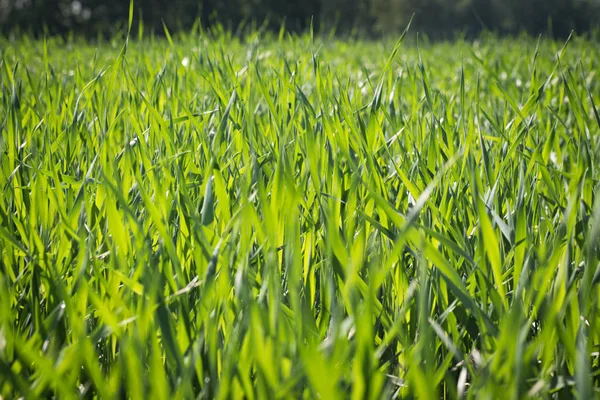 Fundo Uma Grama Verde Textura Grama Verde Imagens De Bancos De Imagens Sem Royalties