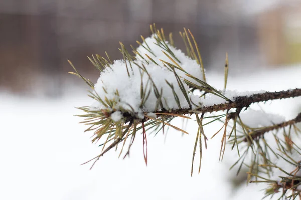 Ramas de abeto cubiertas de nieve. Bosque de invierno. Navidad y año nuevo fondo . . —  Fotos de Stock