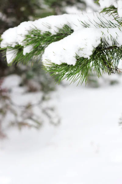 Smrkové větve s mráz, zima, makro shot . — Stock fotografie