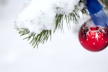 Beyaz kar köknar dalı kış Park açık